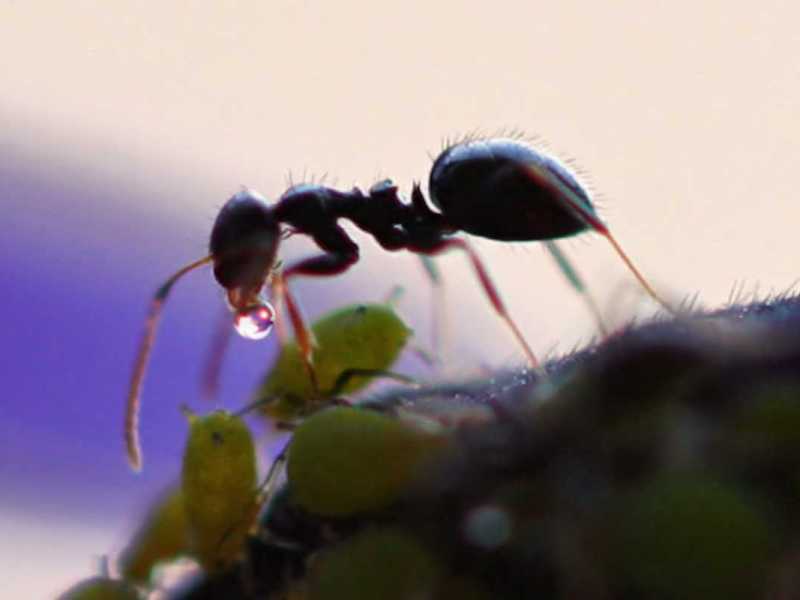 Free Nature Studies: Ant Workers Part 1