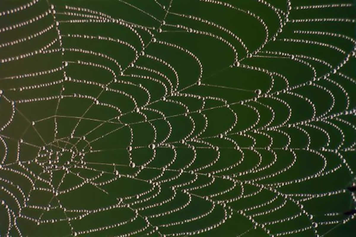 Free Nature Studies: Spider Weavers