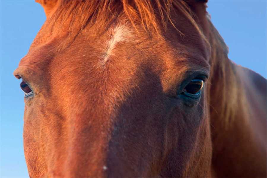 Free Nature Studies: Horses