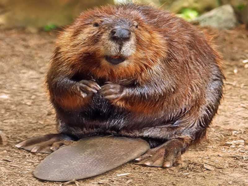 Free Nature Studies: Working Like Beavers Part 1