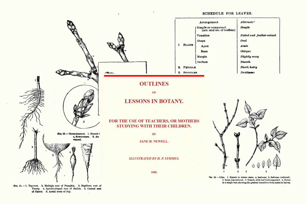 Outlines of Lessons in Botany {Free Book}