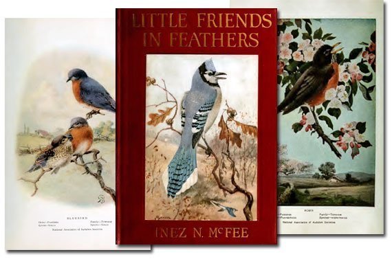 Little Friends in Feathers {Free eBook}