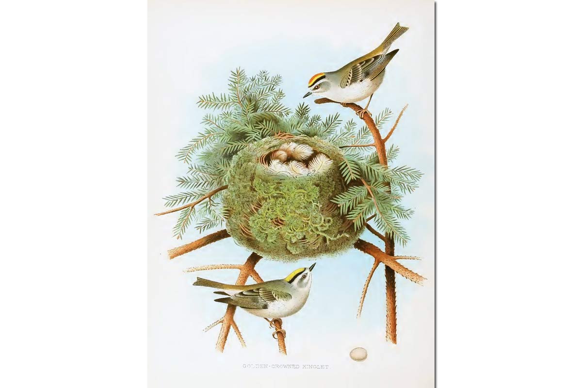 Nests & Eggs: Golden-Crowned Kinglet