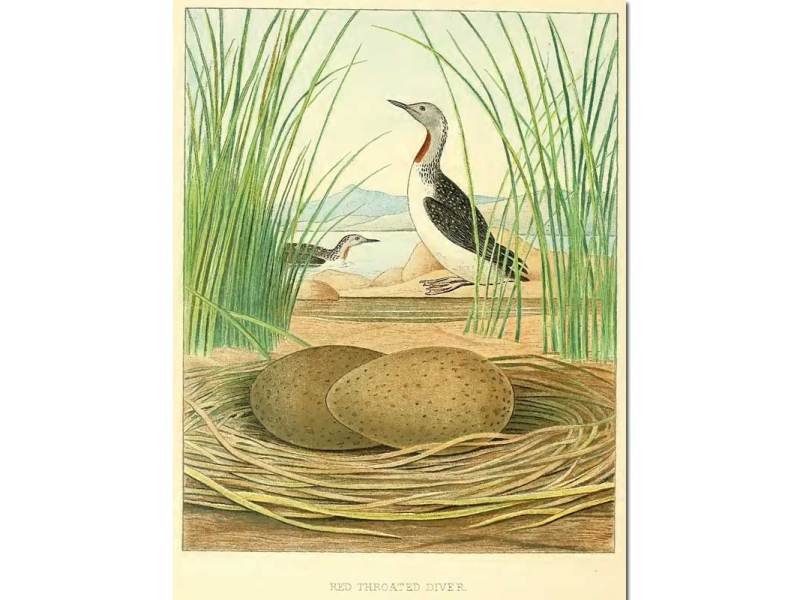 Nests & Eggs: Red-throated Diver