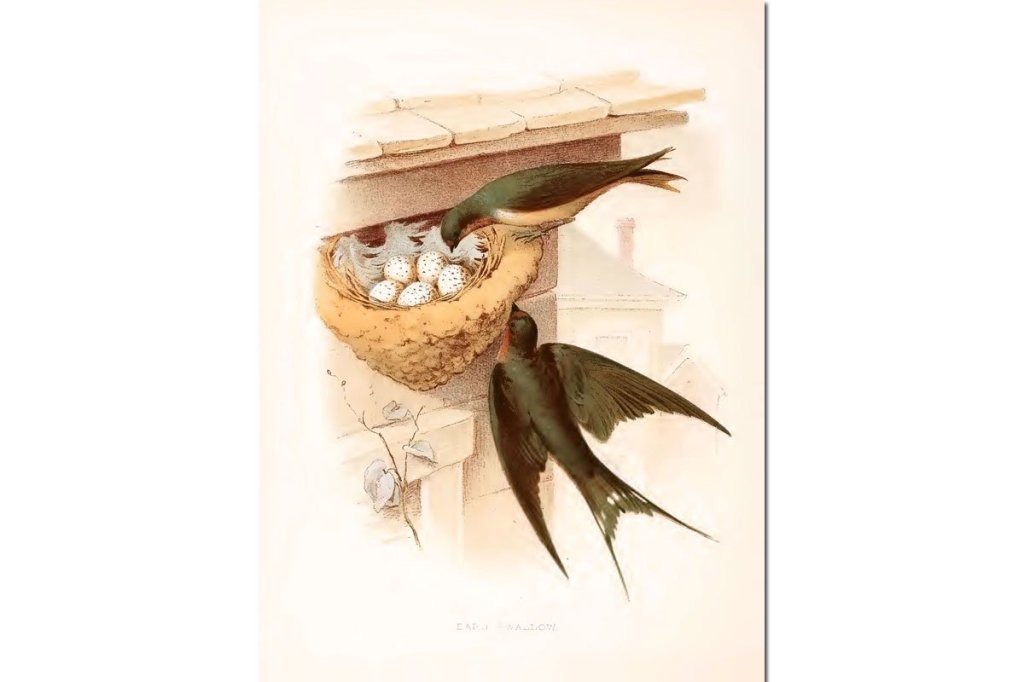 Nests & Eggs: Barn Swallow