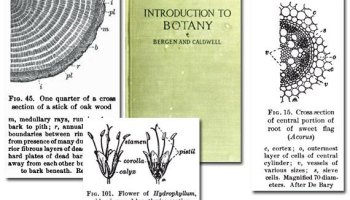 Introduction to Botany {Free eBook}