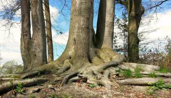 Free Nature Studies: Roots