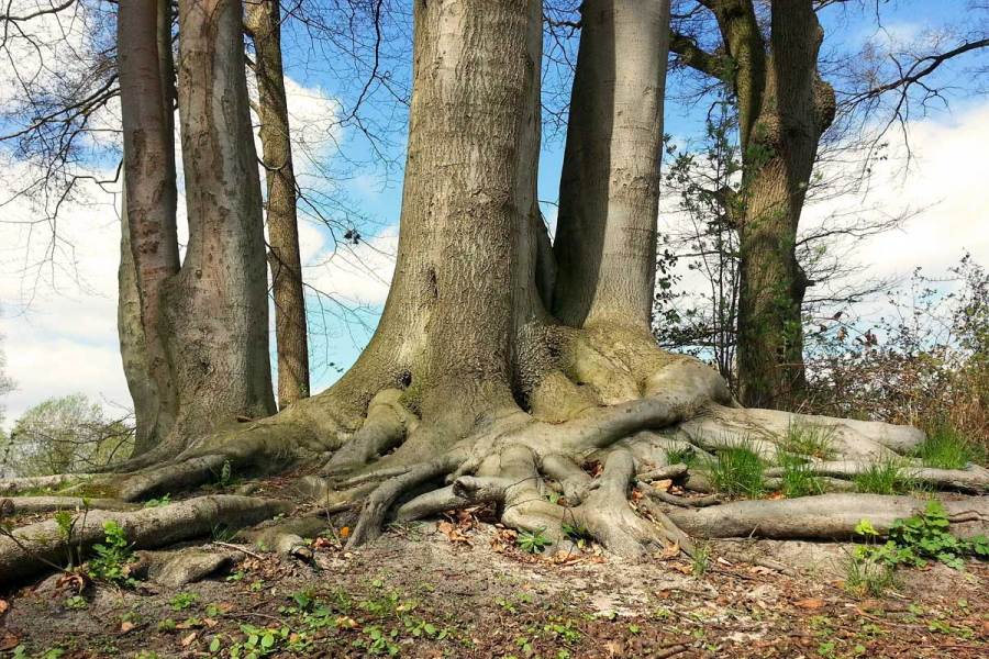 Free Nature Studies: Roots