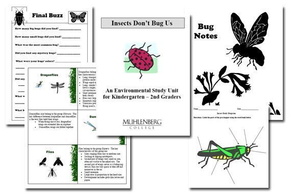 Insects Unit Study for K–3 {Free Download}