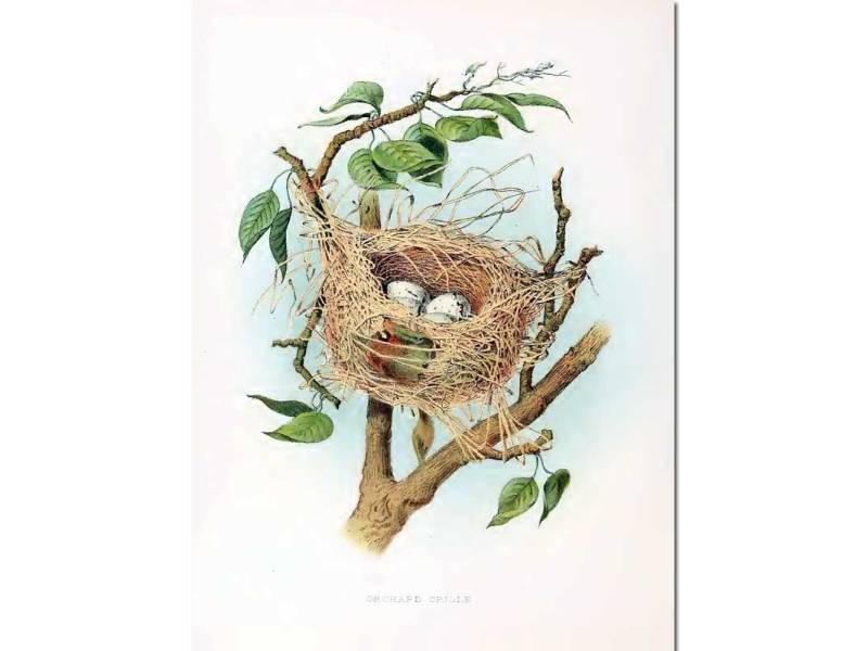 Nests & Eggs: Orchard Oriole