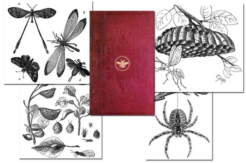 Insect Architecture {Free eBook}