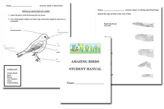 Amazing Birds Student Manual {Free}