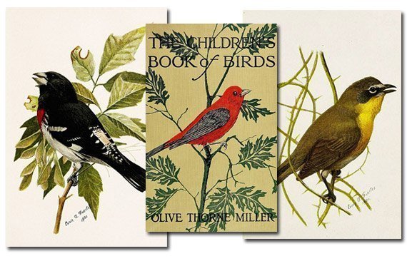 The Children's Book of Birds {Free eBook}