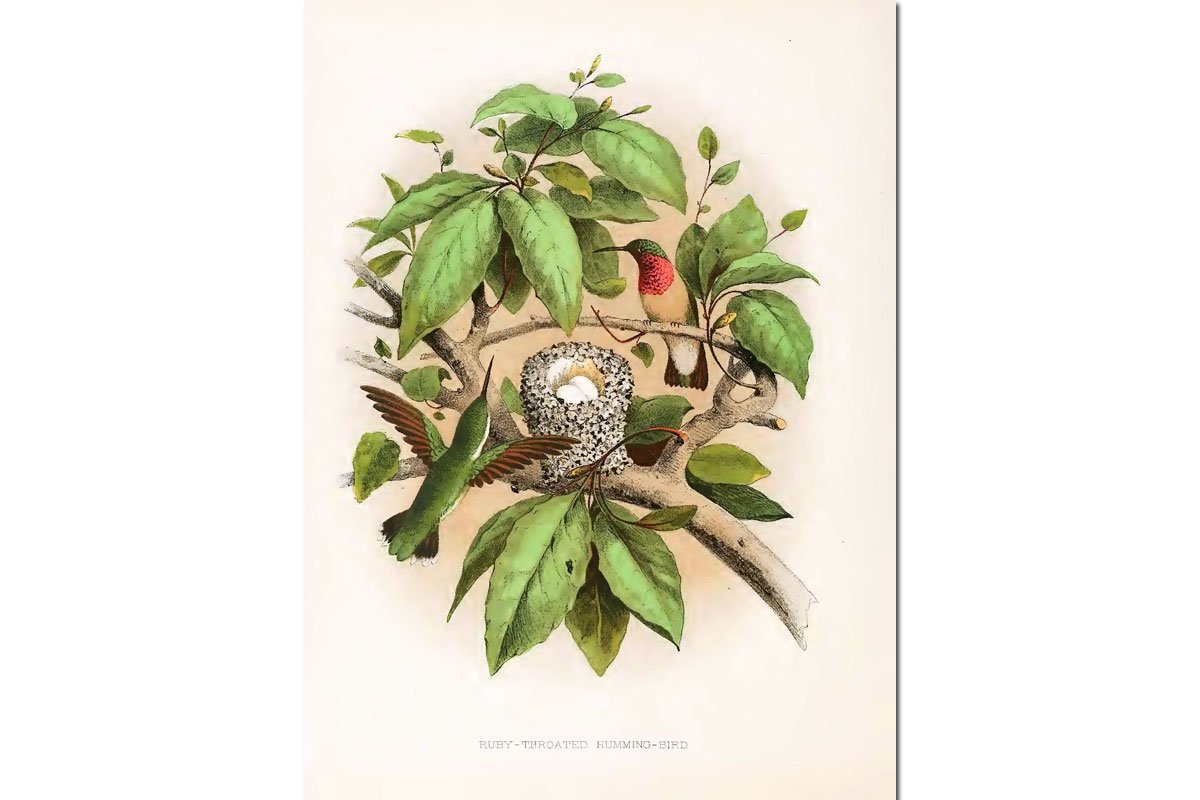 Nests & Eggs: Ruby-throated Hummingbird