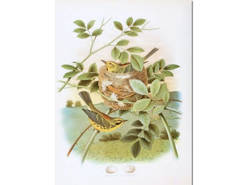 Nests & Eggs: Prairie Warbler