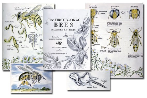 The First Book of Bees {Free eBook}