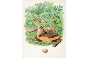 Nests & Eggs: American Woodcock