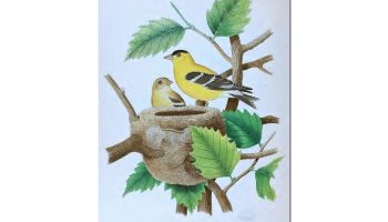 Nests & Eggs: Goldfinch