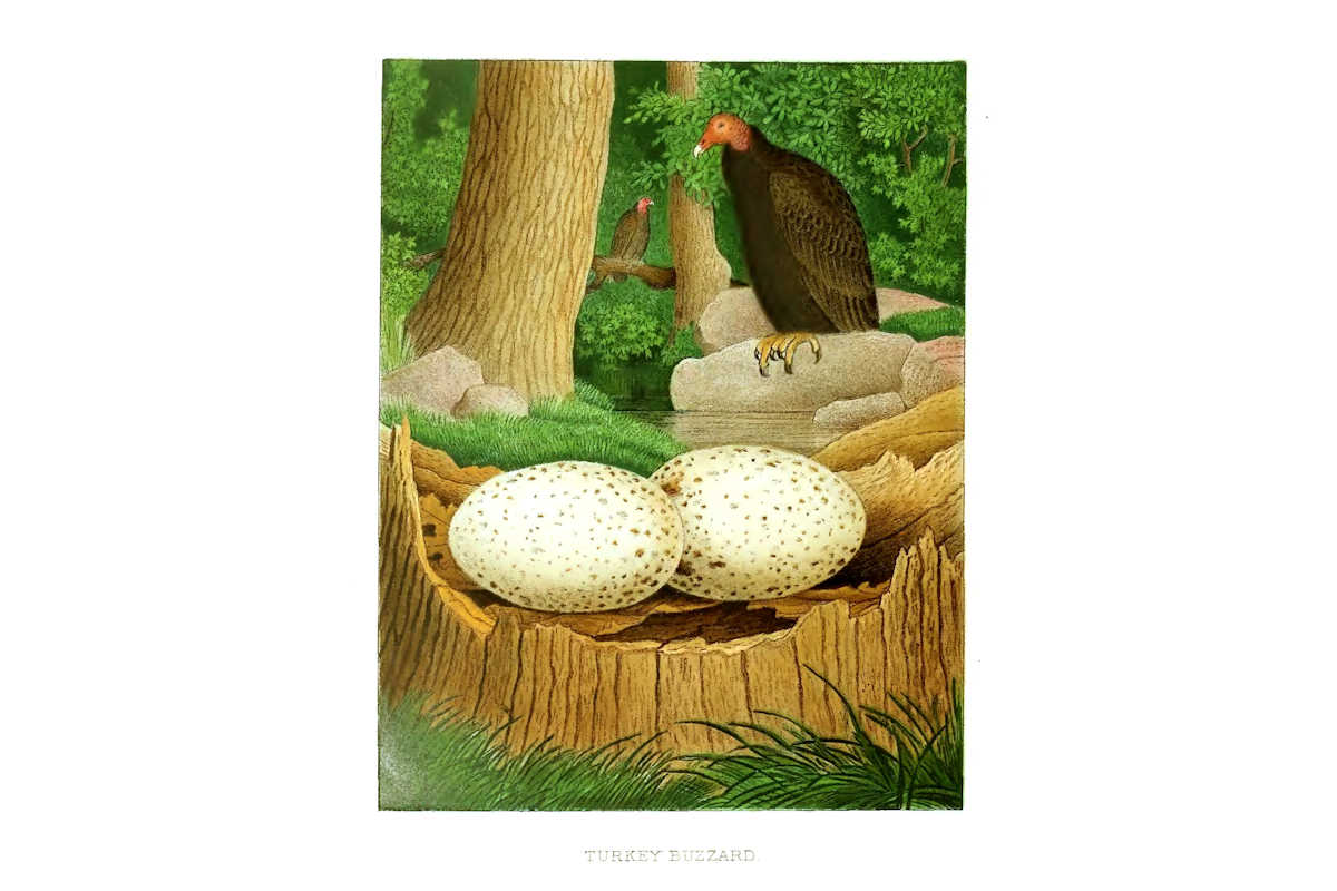Nests & Eggs: Turkey Vulture