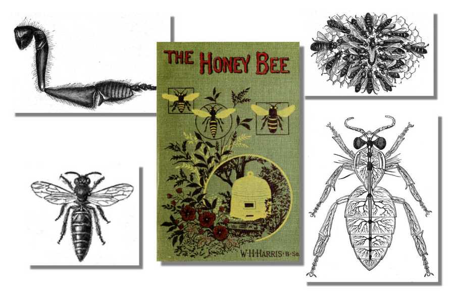 The Honey Bee ~ Free eBook